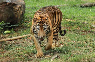 Harimau Sumatra Serang Pekerja Kebun PT SAS Hingga Meninggal Dunia