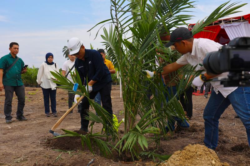 Target 60.000 Ha Peremajaan , Begini Cara PalmCo Gandeng Petani Sawit Indonesia
