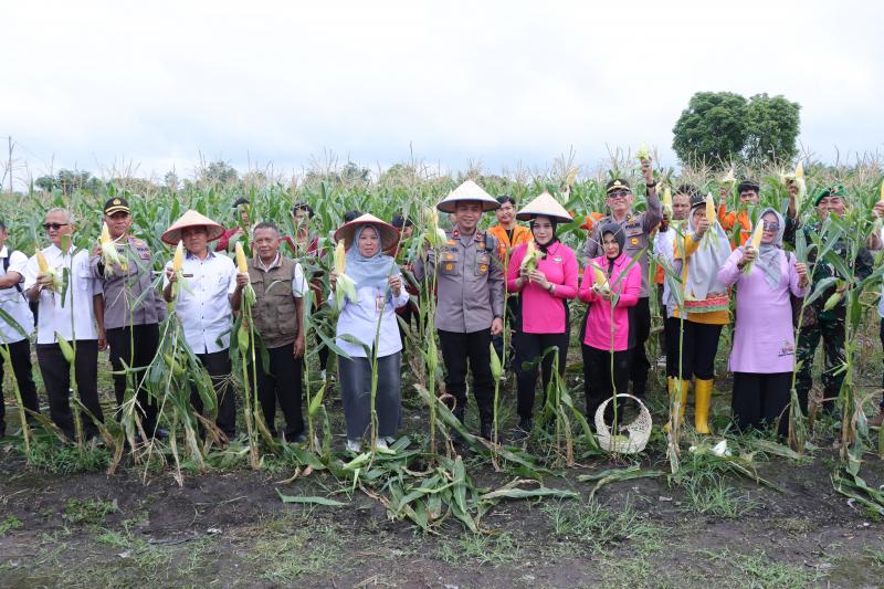 Polres Kampar Sukses Panen Raya Jagung Tahap I, Wujudkan Sinergi dan Dukung Ketahanan Pangan Nasional!