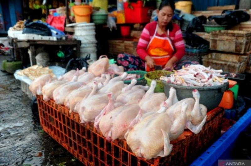 Ayam Ras Naik, Dua Daerah Riau di Atas HAP